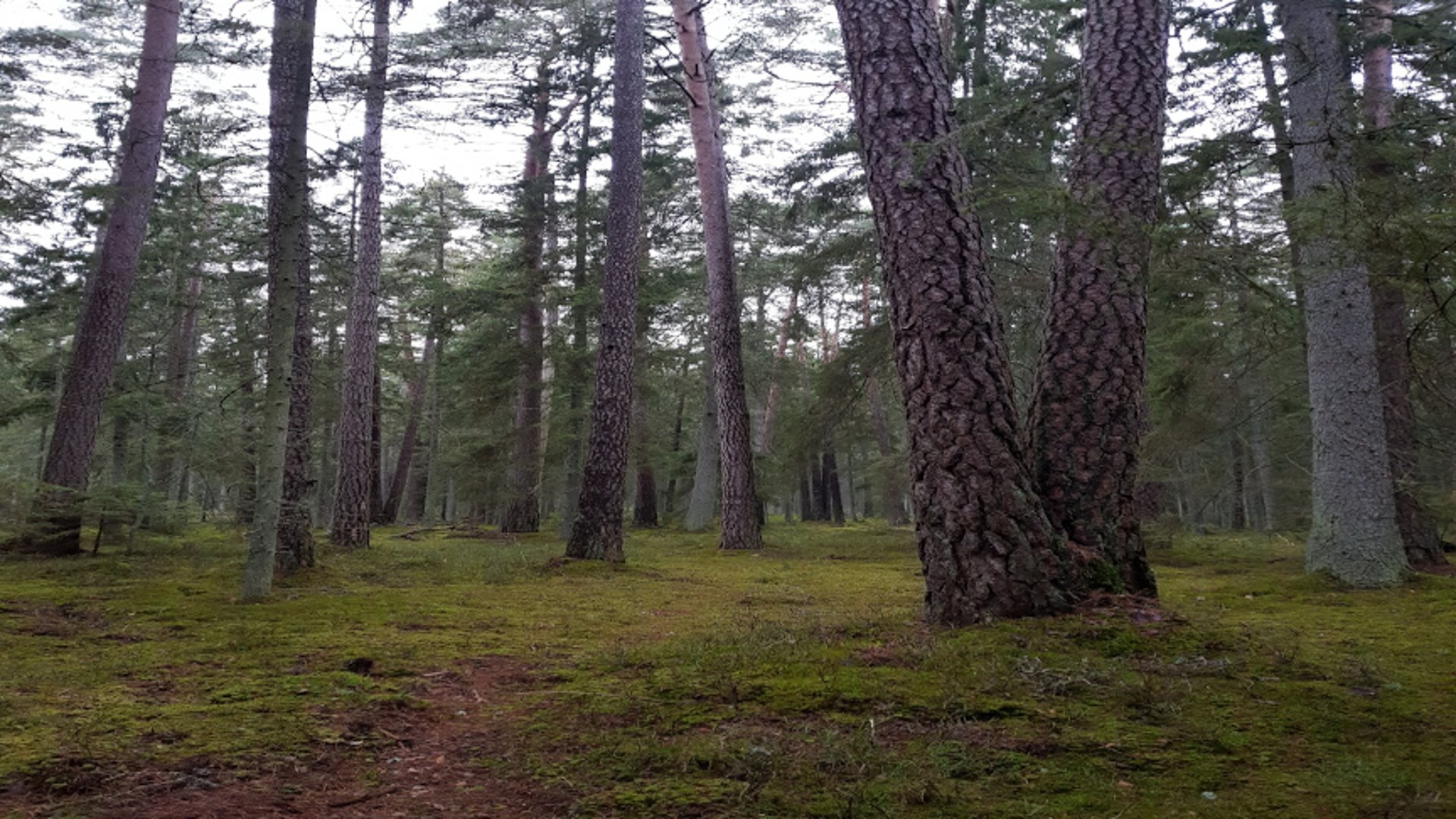 En skog av tall