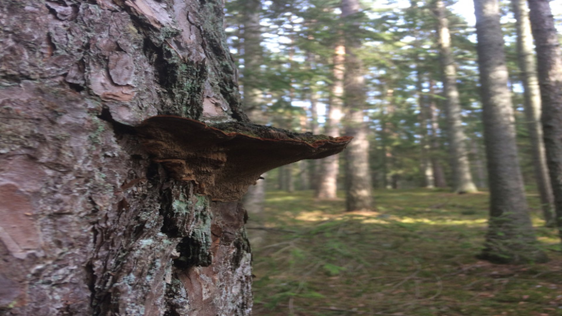 En tallticka växer på en tall.